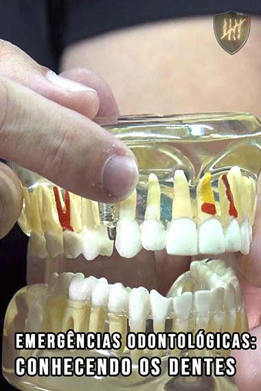 Emergências Odontológicas - Conhecendo os dentes